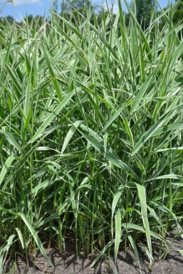 Buntblättriges Rohrglanzgras Phalaris arundinacea 'Picta' 5-10 Topf 9x9 cm (P9)