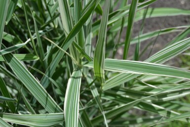 Buntblättriges Rohrglanzgras Phalaris arundinacea 'Picta' 5-10 Topf 9x9 cm (P9)