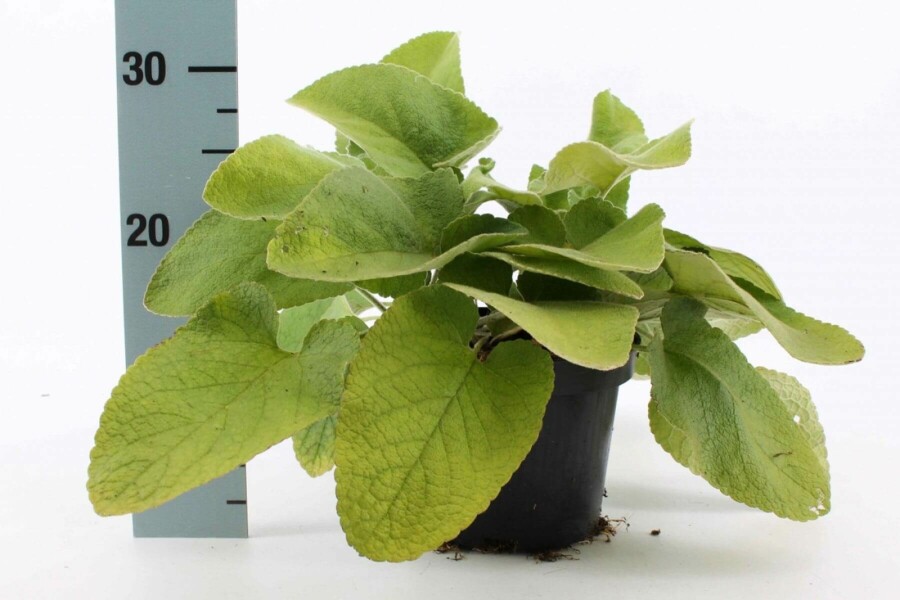 Brandkraut Phlomis russeliana 10-15 Topf 2 ltr. (C2) Phlomis russeliana