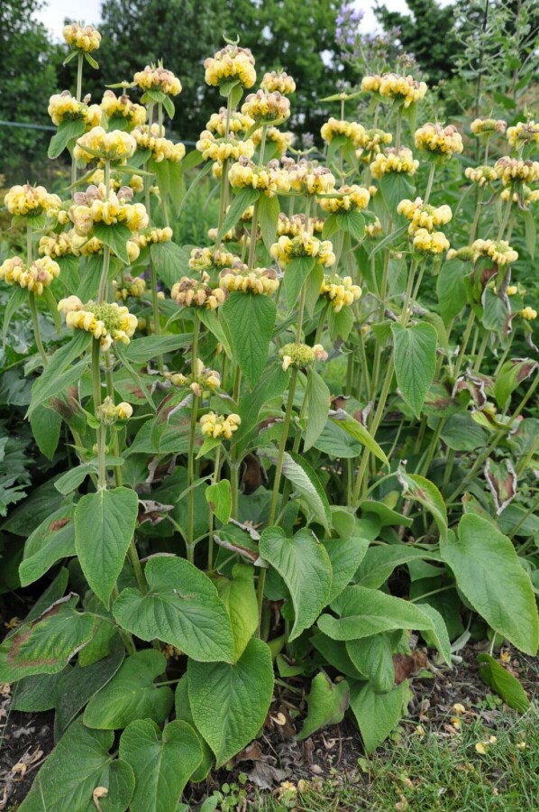 Brandkraut Phlomis russeliana 10-15 Topf 2 ltr. (C2) Phlomis russeliana
