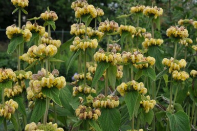 Brandkraut Phlomis russeliana 10-15 Topf 2 ltr. (C2) Phlomis russeliana