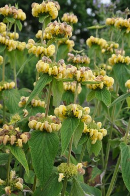 Brandkraut Phlomis russeliana 5-10 Topf 9x9 cm (P9) Phlomis russeliana
