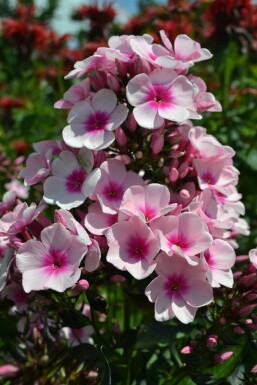 Beet-Flammenblume Phlox paniculata 'Bright Eyes' 5-10 Topf 9x9 cm (P9) Phlox paniculata 'Bright Eyes'