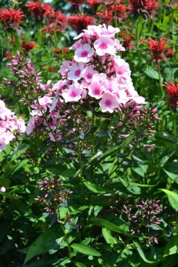 Beet-Flammenblume Phlox paniculata 'Bright Eyes' 5-10 Topf 9x9 cm (P9) Phlox paniculata 'Bright Eyes'