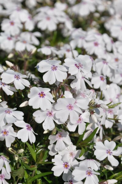 Flammenblume Phlox subulata 'Amazing Grace' 5-10 Topf 9x9 cm (P9) Phlox subulata 'Amazing Grace'