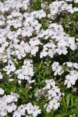 Flammenblume Phlox subulata 'Amazing Grace' 5-10 Topf 9x9 cm (P9) Phlox subulata 'Amazing Grace'