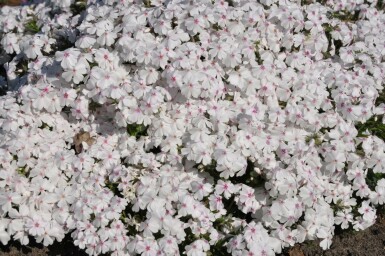 Flammenblume Phlox subulata 'Amazing Grace' 5-10 Topf 9x9 cm (P9) Phlox subulata 'Amazing Grace'