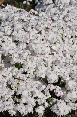 Flammenblume Phlox subulata 'Amazing Grace' 5-10 Topf 9x9 cm (P9) Phlox subulata 'Amazing Grace'