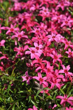 Moosphlox Phlox subulata 'Atropurpurea' 5-10 Topf 9x9 cm (P9)