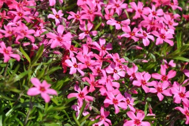 Moosphlox Phlox subulata 'Atropurpurea' 5-10 Topf 9x9 cm (P9)