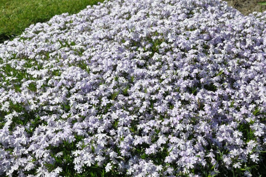 Polster-Phlox Phlox subulata 'Emerald Cushion Blue' 15-20 Topf 2 ltr. (C2) Phlox subulata 'Emerald Cushion Blue'
