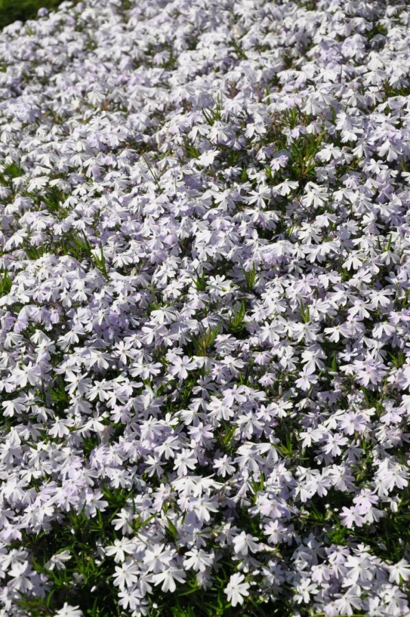 Polster-Phlox Phlox subulata 'Emerald Cushion Blue' 15-20 Topf 2 ltr. (C2) Phlox subulata 'Emerald Cushion Blue'