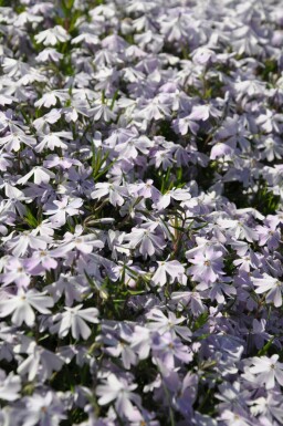 Polster-Phlox Phlox subulata 'Emerald Cushion Blue' 15-20 Topf 2 ltr. (C2) Phlox subulata 'Emerald Cushion Blue'