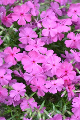 Polster-Phlox Phlox subulata 'Mac Daniel's Cushion' 5-10 Topf 9x9 cm (P9) Phlox subulata 'Mac Daniel's Cushion'
