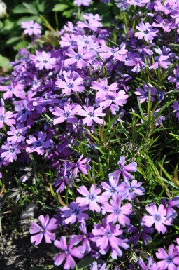 Flammenblume Phlox subulata 'Purple Beauty' 5-10 Topf 9x9 cm (P9) Phlox subulata 'Purple Beauty'