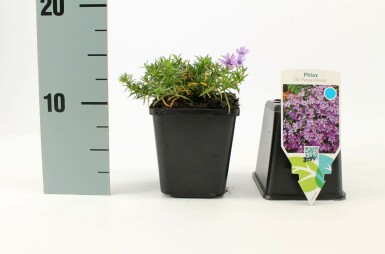Flammenblume Phlox subulata 'Purple Beauty' 5-10 Topf 9x9 cm (P9) Phlox subulata 'Purple Beauty'