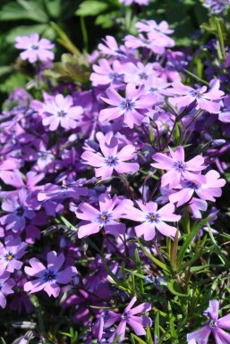 Flammenblume Phlox subulata 'Purple Beauty' 5-10 Topf 9x9 cm (P9) Phlox subulata 'Purple Beauty'