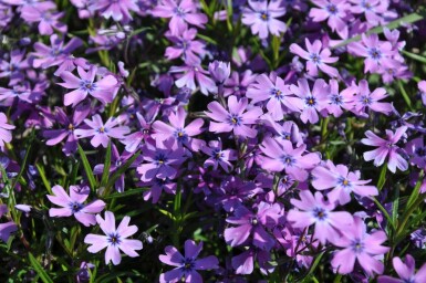 Flammenblume Phlox subulata 'Purple Beauty' 5-10 Topf 9x9 cm (P9) Phlox subulata 'Purple Beauty'