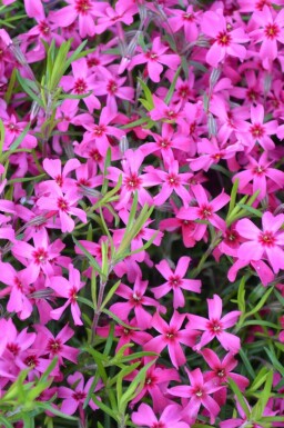 Polster-Phlox Phlox subulata 'Scarlet Flame' 5-10 Topf 9x9 cm (P9) Phlox subulata 'Scarlet Flame'