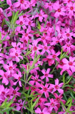 Polster-Phlox Phlox subulata 'Scarlet Flame' 5-10 Topf 9x9 cm (P9)