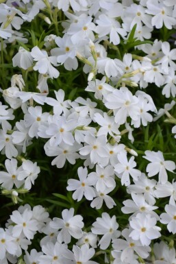 Polster-Phlox Phlox subulata 'White Delight' 5-10 Topf 9x9 cm (P9)