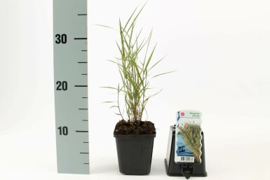 Gemeines Schilfrohr Phragmites australis 5-10 Topf 9x9 cm (P9) Phragmites australis
