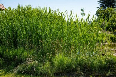 Gemeines Schilfrohr Phragmites australis 5-10 Topf 9x9 cm (P9)