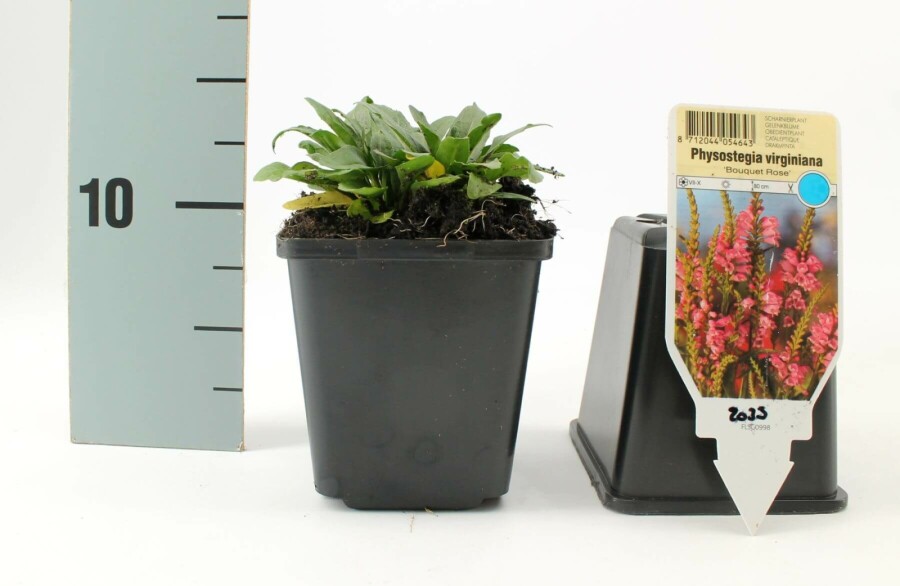 Garten-Gelenkblume Physostegia virginiana 'Bouquet Rose' 5-10 Topf 9x9 cm (P9) Physostegia virginiana 'Bouquet Rose'