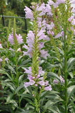 Garten-Gelenkblume Physostegia virginiana 'Bouquet Rose' 5-10 Topf 9x9 cm (P9) Physostegia virginiana 'Bouquet Rose'