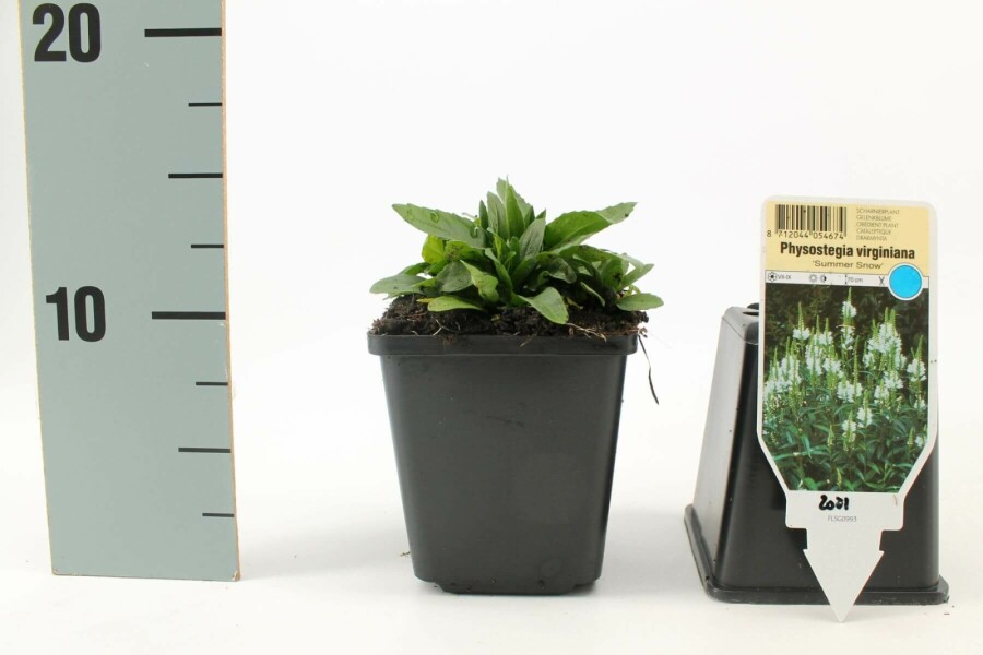 Gelenkblume Physostegia virginiana 'Summer Snow' 5-10 Topf 9x9 cm (P9) Physostegia virginiana 'Summer Snow'