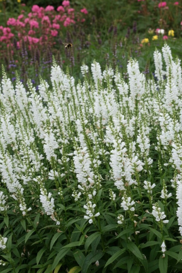 Gelenkblume Physostegia virginiana 'Summer Snow' 5-10 Topf 9x9 cm (P9) Physostegia virginiana 'Summer Snow'