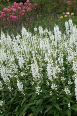 Gelenkblume Physostegia virginiana 'Summer Snow' 5-10 Topf 9x9 cm (P9) Physostegia virginiana 'Summer Snow'