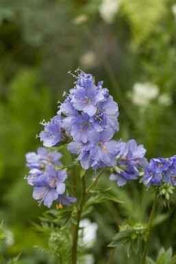 Jakobsleiter Polemonium caeruleum 15-20 Topf 9x9 cm (P9) Polemonium caeruleum