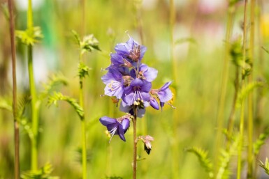 Jakobsleiter Polemonium caeruleum 15-20 Topf 9x9 cm (P9)