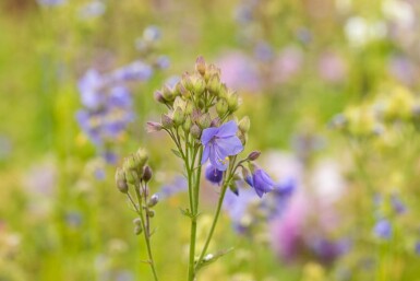 Jakobsleiter Polemonium caeruleum 15-20 Topf 9x9 cm (P9)