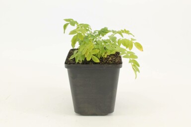 Jakobsleiter Polemonium caeruleum 'Album' 5-10 Topf 9x9 cm (P9) Polemonium caeruleum 'Album'