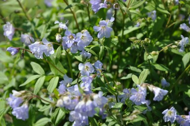 Kriechende Jakobsleiter Polemonium reptans 'Blue Pearl' 5-10 Topf 9x9 cm (P9)