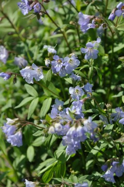 Kriechende Jakobsleiter Polemonium reptans 'Blue Pearl' 5-10 Topf 9x9 cm (P9)