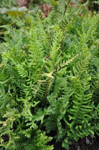 Gemeiner Tüpfelfarn Polypodium vulgare 5-10 Topf 9x9 cm (P9) Polypodium vulgare