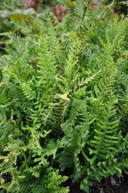 Gemeiner Tüpfelfarn Polypodium vulgare 5-10 Topf 9x9 cm (P9)