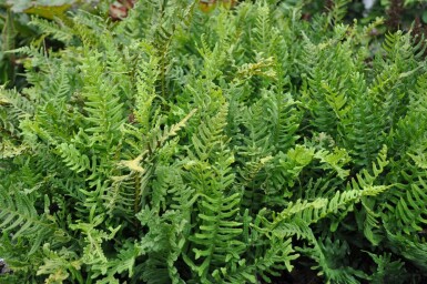 Gemeiner Tüpfelfarn Polypodium vulgare 5-10 Topf 9x9 cm (P9) Polypodium vulgare