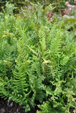 Gemeiner Tüpfelfarn Polypodium vulgare 5-10 Topf 9x9 cm (P9) Polypodium vulgare