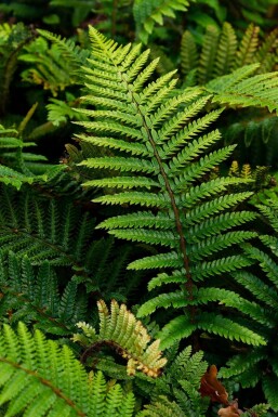 Japanischer Glanzschildfarn Polystichum polyblepharum 5-10 Topf 9x9 cm (P9)