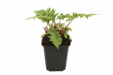 Japanischer Glanzschildfarn Polystichum polyblepharum 5-10 Topf 9x9 cm (P9) Polystichum polyblepharum