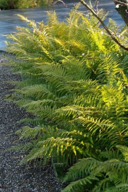 Weicher Schildfarn Polystichum setiferum 5-10 Topf 9x9 cm (P9)