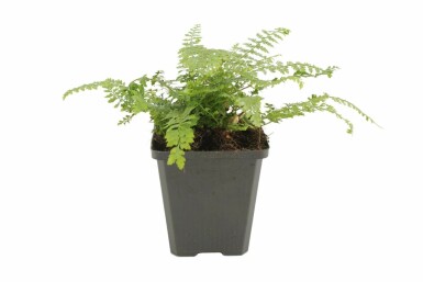 Flacher Filigranfarn Polystichum setiferum 'Herrenhaus' 5-10 Topf 9x9 cm (P9) Polystichum setiferum 'Herrenhaus'