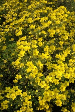 Gold-Fingerkraut Potentilla aurea 5-10 Topf 9x9 cm (P9) Potentilla aurea