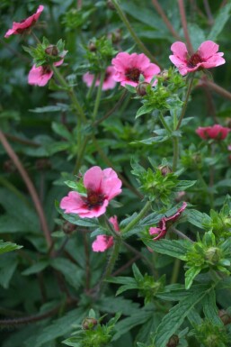 Fingerkraut Potentilla nepalensis 'Miss Willmott' 5-10 Topf 9x9 cm (P9)