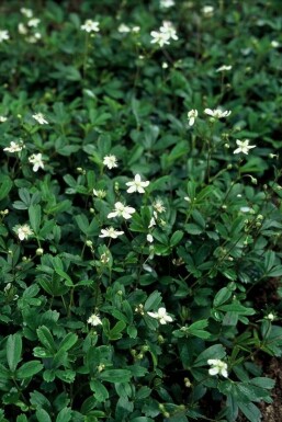 Fingerstrauch Potentilla tridentata 'Nuuk' 5-10 Topf 9x9 cm (P9)