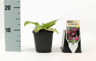 Kugelprimel Primula denticulata 'Rubin' 5-10 Topf 9x9 cm (P9) Primula denticulata 'Rubin'